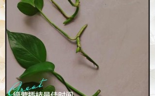 水培绿萝扦插如何快速生根？