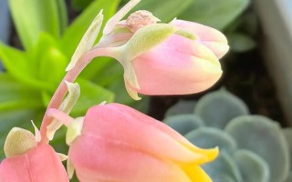 哪些多肉能开花？开花有哪些特点？