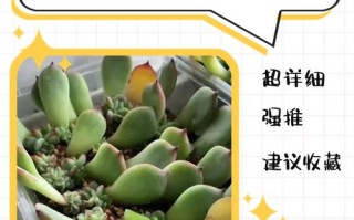 叶子如何成功培育成多肉植物？