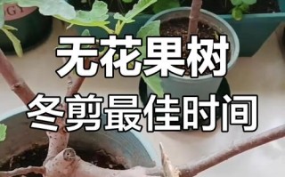 盆栽无花果怎么养才结果？