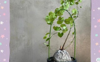 龟甲龙怎么养才能长得又胖又可爱？