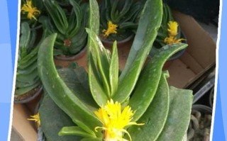 多肉植物佛手怎么栽培