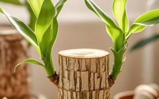 水培巴西樱花木能开花吗？