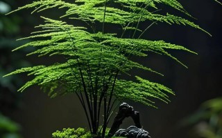 室内水培文竹无根能活吗？