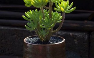 多肉八千代有哪些功效？