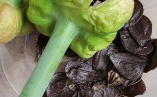 水培植物根部发红是何原因？