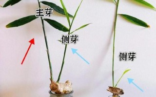 水培植物怎么种？方法步骤有哪些？