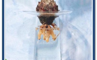 水培植物根上要洗掉土吗？