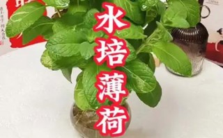 水培薄荷一平米种多少合适？