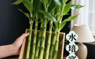 富贵竹水培为何难生根？