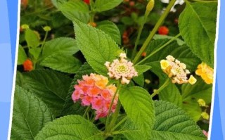 冬天多肉室外怎么安全过冬？