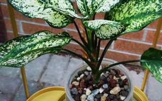 水培万年松怎么养才更茂盛？