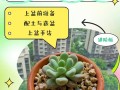多肉小苗难养活？关键养护技巧有哪些？