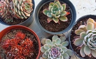 多肉砍头苗冬天怎么养护？