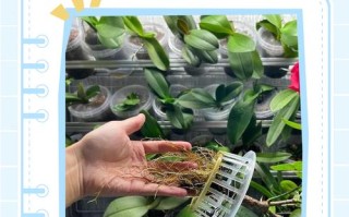 土里种的月季能直接水培吗？