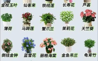 小盆栽有哪些常见品种及图片？