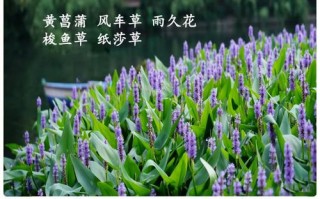 水培室外植物有哪些？常见品种及图片分享