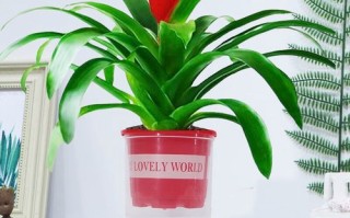 红星凤梨盆栽花有何吉祥寓意？