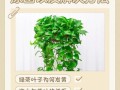 水培绿萝病害咋防治？看图片识别+解决！