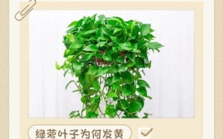 水培绿萝病害咋防治？看图片识别+解决！