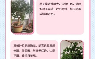 盆栽燕子掌怎么养才好？