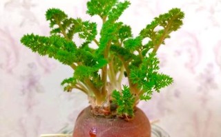 水培胡萝卜能直接转盆栽吗？