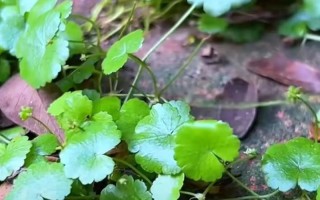 天胡荽水培可行吗？