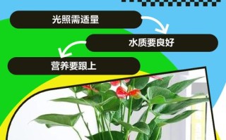 红掌水培适合用雨水吗？