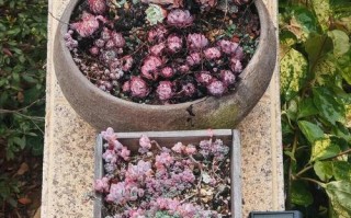 冬天露养多肉，保暖该怎么做？