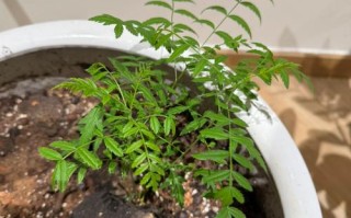 文冠果盆栽如何科学控水？