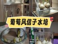 水培风信子生根要多久？
