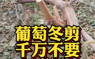 葡萄盆栽冬天要剪枝吗？