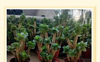 木头嫁接多肉，命名有何讲究？