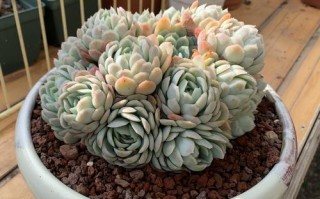 冬天也不死的户外盆栽