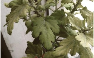 盆栽菊花为何会变色？