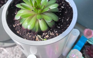 多肉晒太阳会变美还是晒伤？