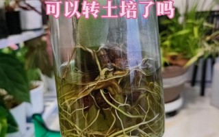 龟背竹水培泡根可行吗？