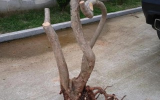 山上的树桩能直接当盆栽吗？