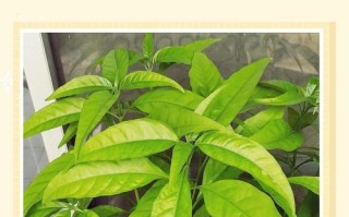 盆栽榕树叶子为何有粘液？