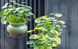 水培铜钱草冬天能种活吗？