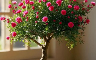 红梅盆栽图片有哪些经典造型？