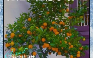 盆栽橘子树如何促开花？