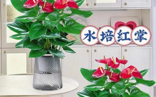 水培红掌施什么肥好？