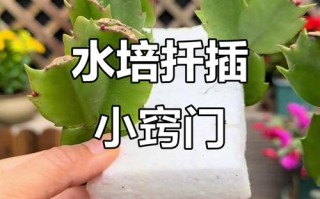 蟹爪兰水培怎么生根快？