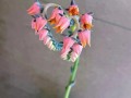 多肉开花必死？真相究竟是什么？