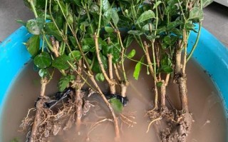 茉莉换盆怎么操作？步骤图解来了！