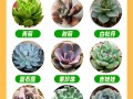 南方北方养多肉，到底哪里更合适？