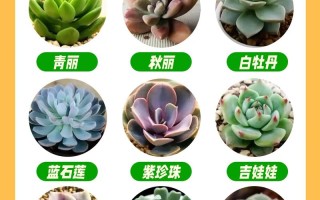 南方北方养多肉，到底哪里更合适？