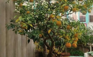 盆栽桔树何时施肥最合适？