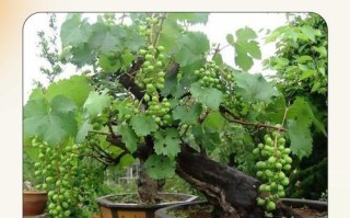 盆栽葡萄冬天需浇水吗？